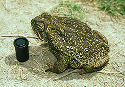  Bufo schneideri