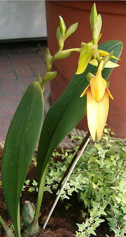  Bulbophyllum carunculatum