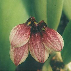 Bulbophyllum lepidum