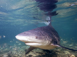  Requin bouledogue (Bahamas)