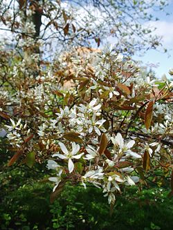  Amelanchier lamarckii