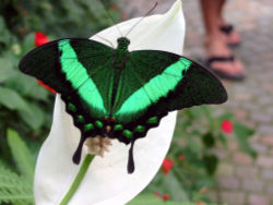  Papilio androgeus