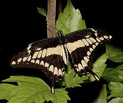  Papilio cresphontes