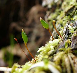  Buxbaumia viridis