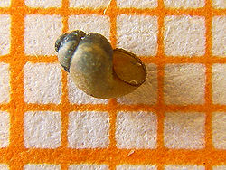  Coquille de Bythinella reyniesii sur une grille de 1 mm