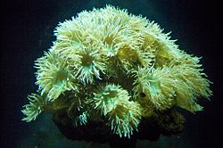  Duncanopsammia axifuga dans un aquarium