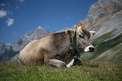 Vache (Brune suisse ou Brune des Alpes) vue sous la Fuorcla Sesvenna en Engadine