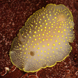  Cadlina luteomarginata