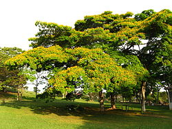  Caesalpinia pluviosa