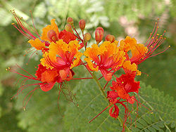  Fleur de Caesalpinia pulcherrima