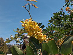 Inflorescence de Caesalpinia spinosa