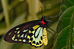  Ornithoptera euphorion (mâle)