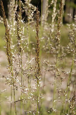  Calamagrostis arundinacea