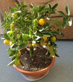  Citrus madurensis