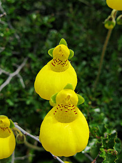 Calceolaria biflora Lam. - Patagonie - Chili