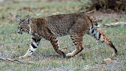  Lynx rufus