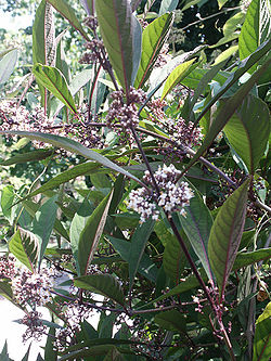  Callicarpa kwangtungensis