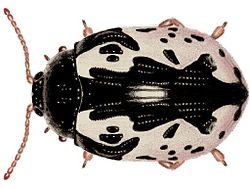  Calligrapha scalaris