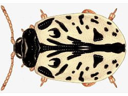  Calligrapha suturella