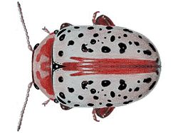  Calligrapha verrucosa