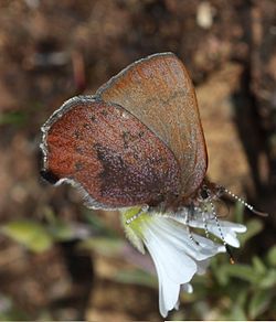  Callophrys augustinus