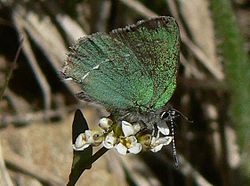  Callophrys sheridanii