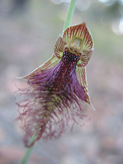  Calochilus robertsonii