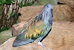  Pigeon de Nicobar Caloenas nicobarica