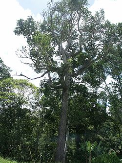  Calophyllum caledonicum