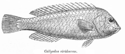 Calotomus viridescens