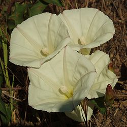  Calystegia occidentalis