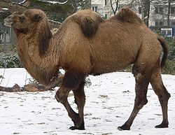  Un chameau de Bactriane dans un zoo de Cologne.
