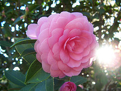  Camellia japonica