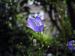 Campanula baumgartenii bleu