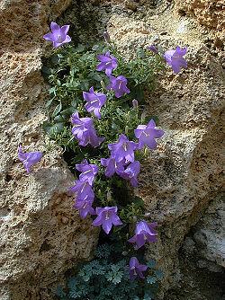 Campanula hercegovina