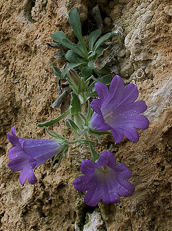 Campanula oreadum