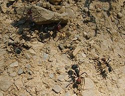  Camponotus cruentatus
