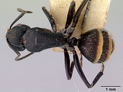  Camponotus inflatus