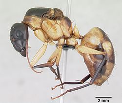  Camponotus maculatus