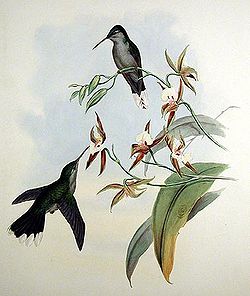 Couple de C. largipennis largipennis dans une œuvre de Gould