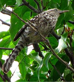  Campylorhynchus nuchalis brevipennis 