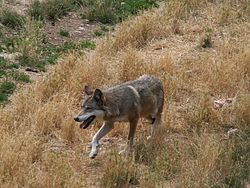  Canis lupus italicus