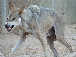  Canis lupus arabs