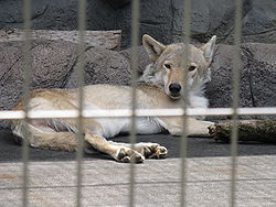  Canis lupus chanco au zoo de Tennoji(Osaka, Japon)