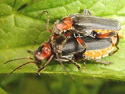 Cantharide commune (Cantharis fusca)