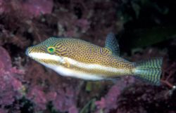  Canthigaster callisterna