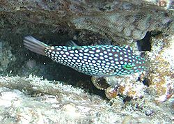  Canthigaster jactator