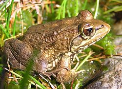  Amietia fuscigula