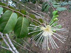 Capparis hastata