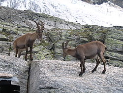  Bouquetin des Alpes (Capra ibex)